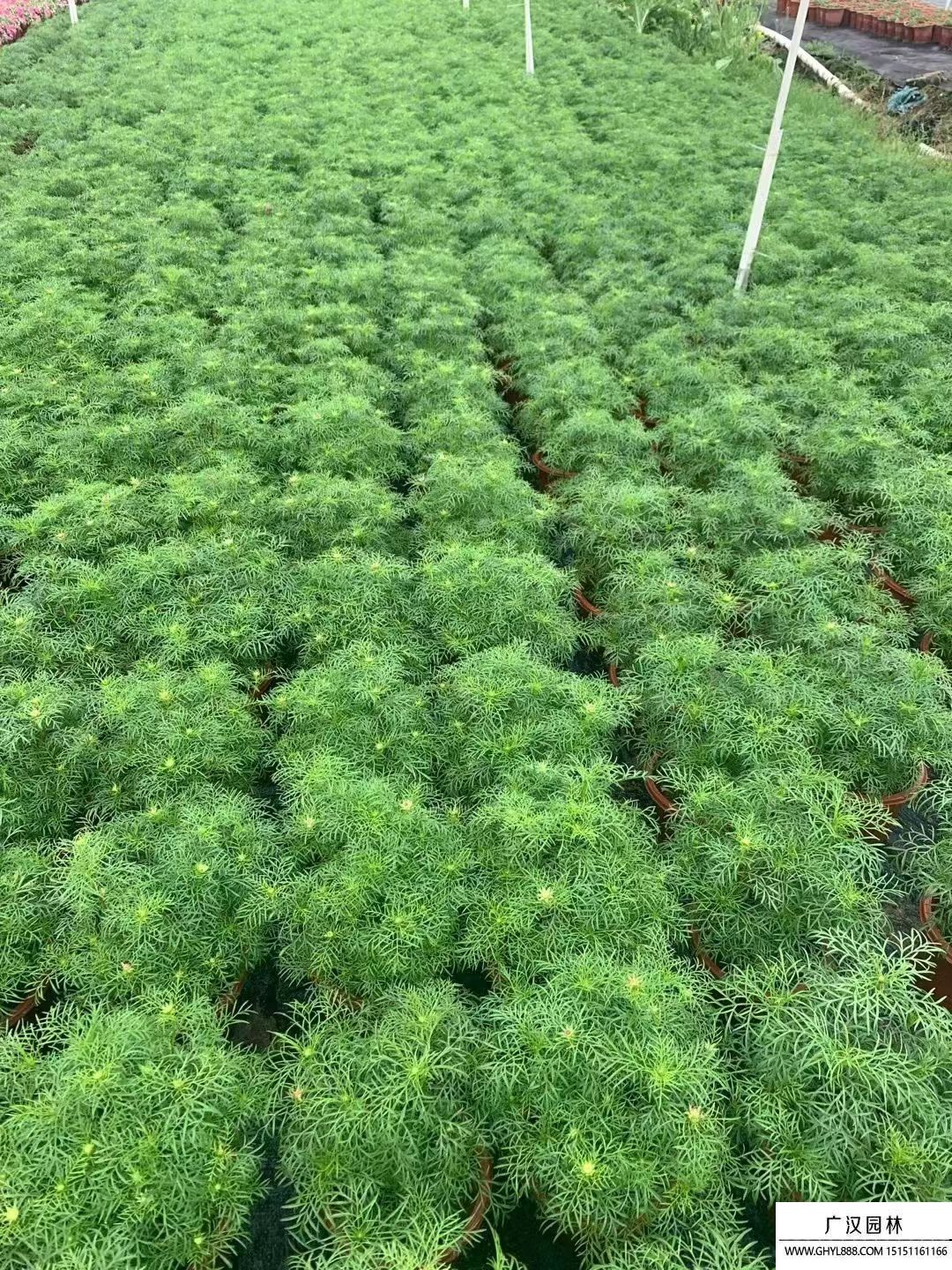 矮稈波斯菊