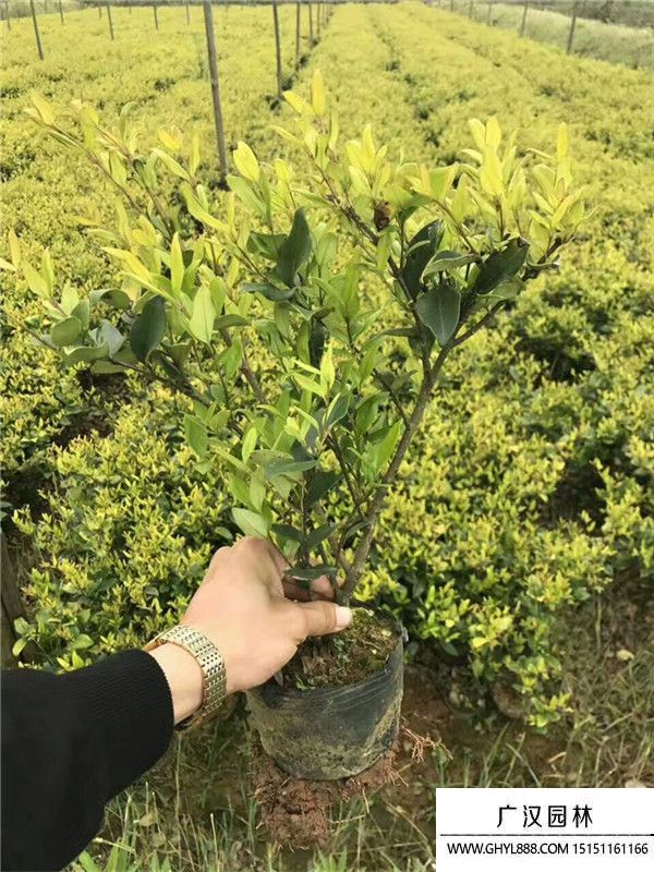 金森女貞苗