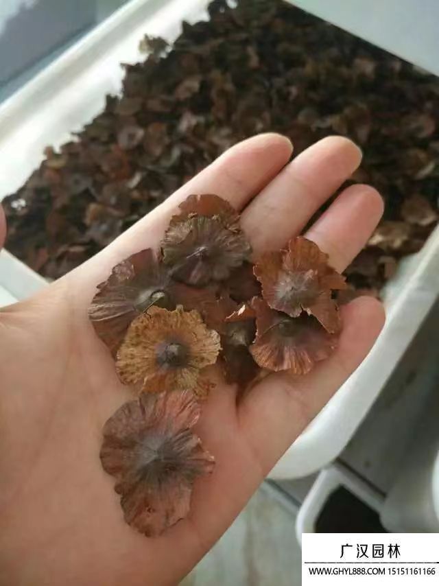 金錢樹種子
