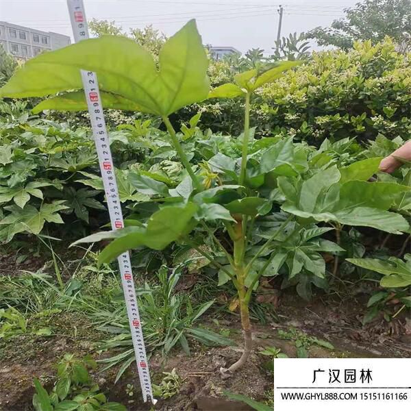 八角金盤