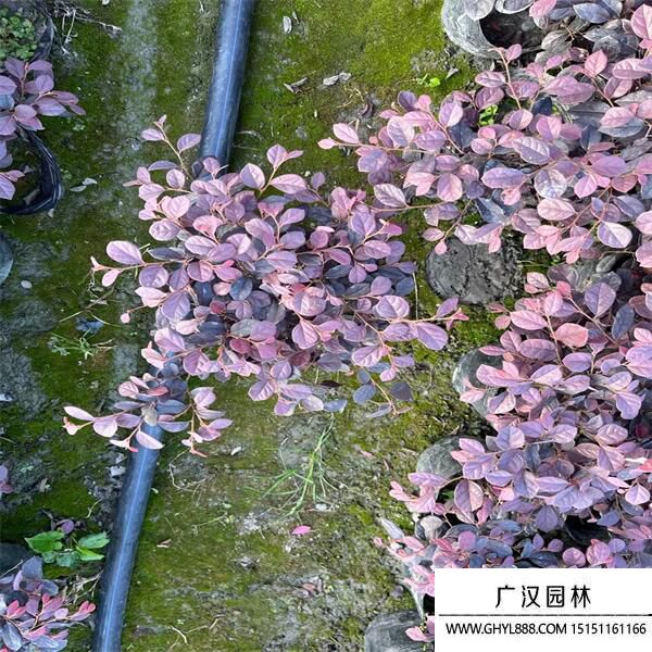 紅花繼木