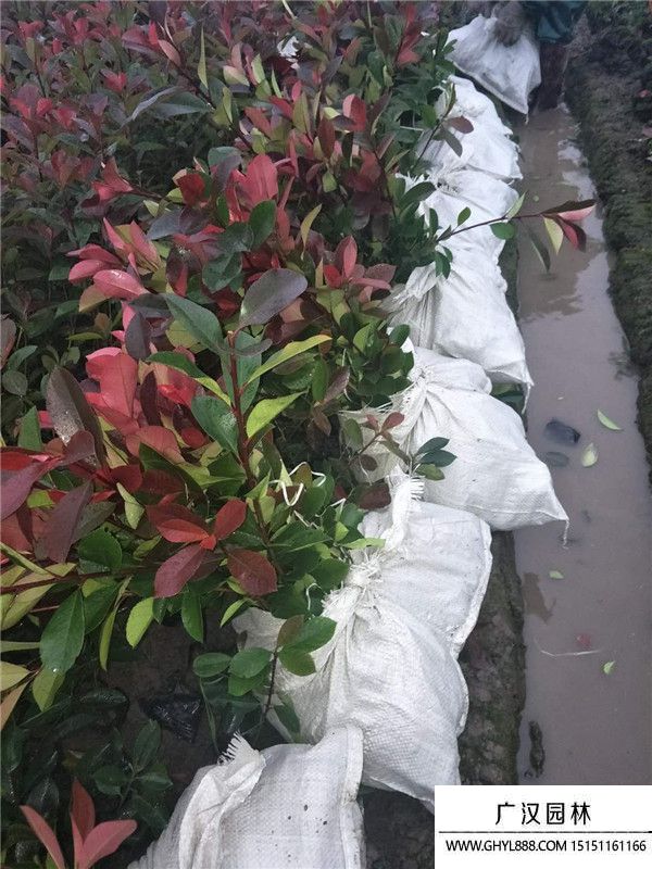 紅葉石楠