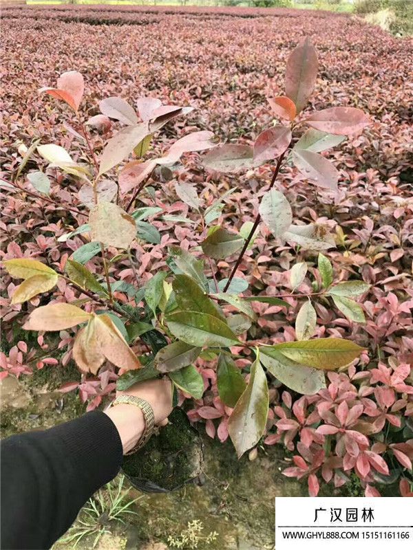 紅葉石楠