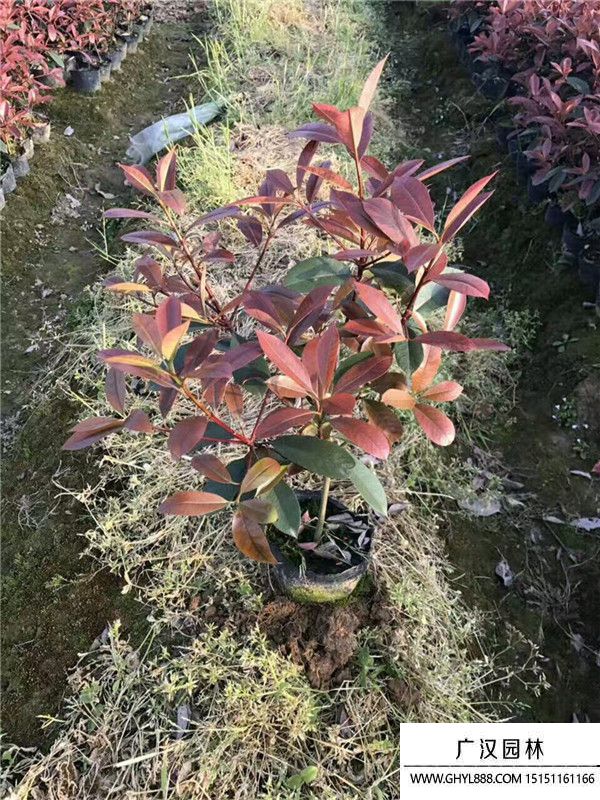紅葉石楠
