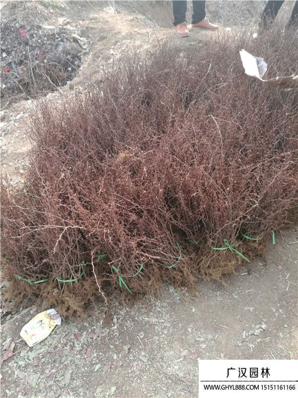 紅葉小檗