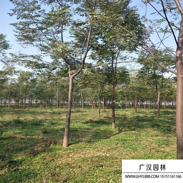 苦楝樹