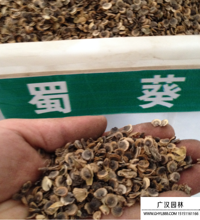 蜀葵種子