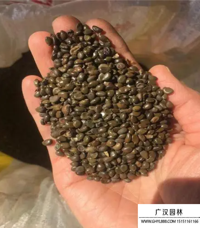好黃花槐種子