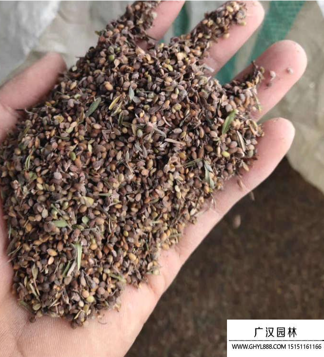 胡枝子種子