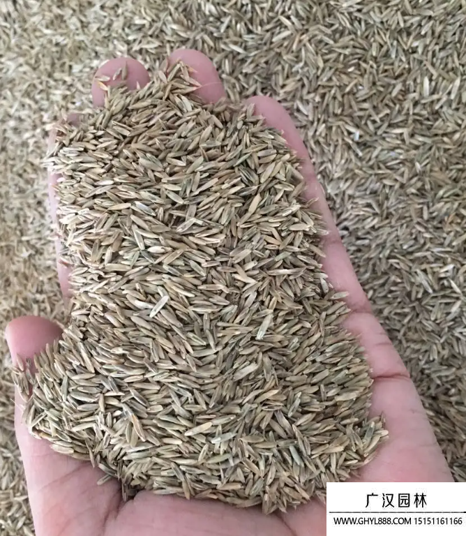 黑麥草包衣種子