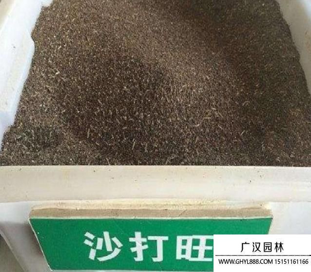 沙打旺種子