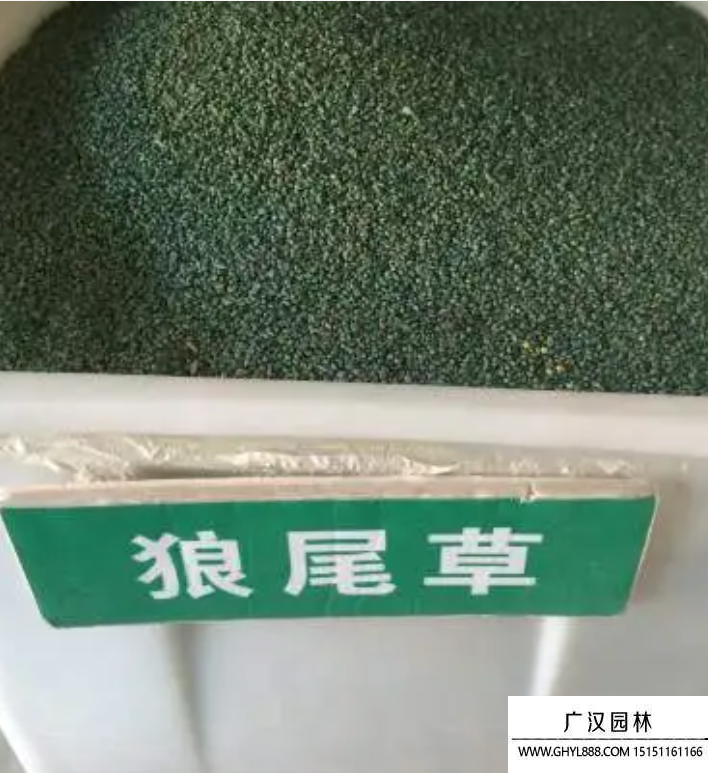 狼尾草種子
