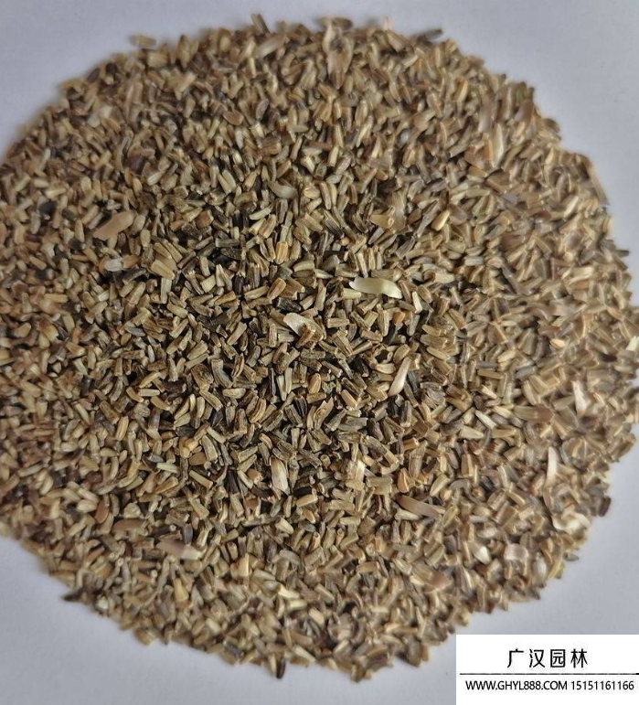 菊苣裸種