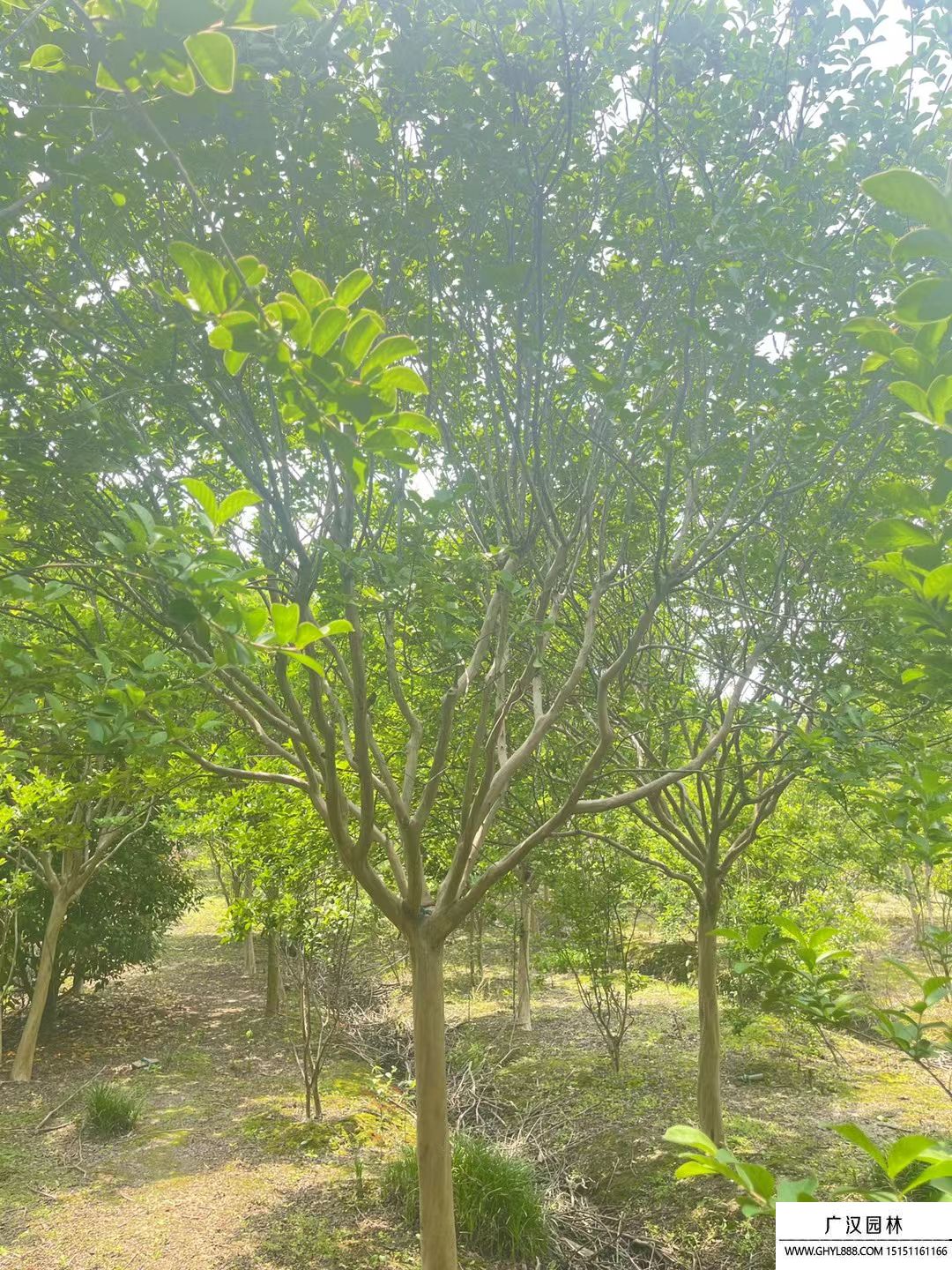 百日紅