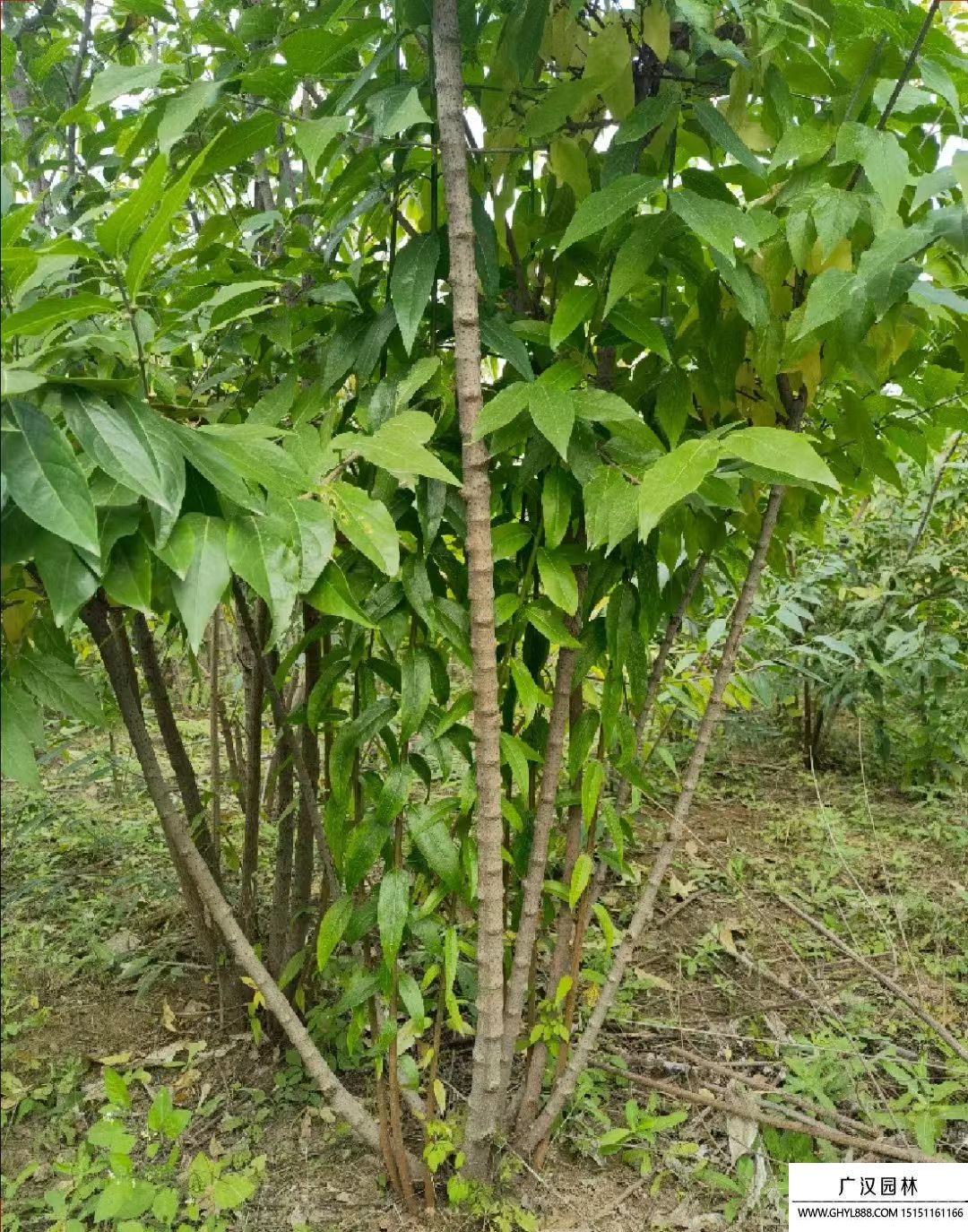 叢生臘梅