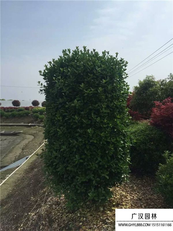 大葉黃楊柱