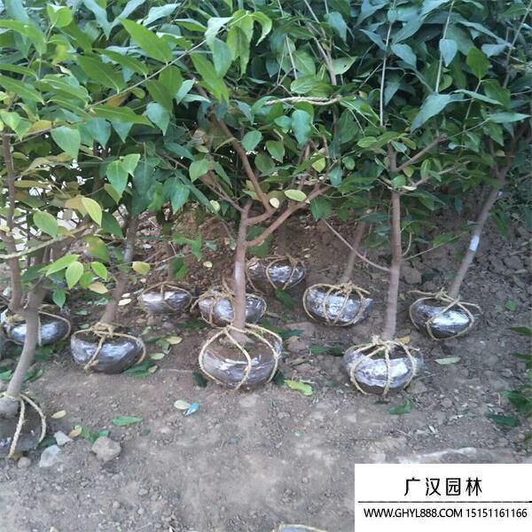 獨桿臘梅  