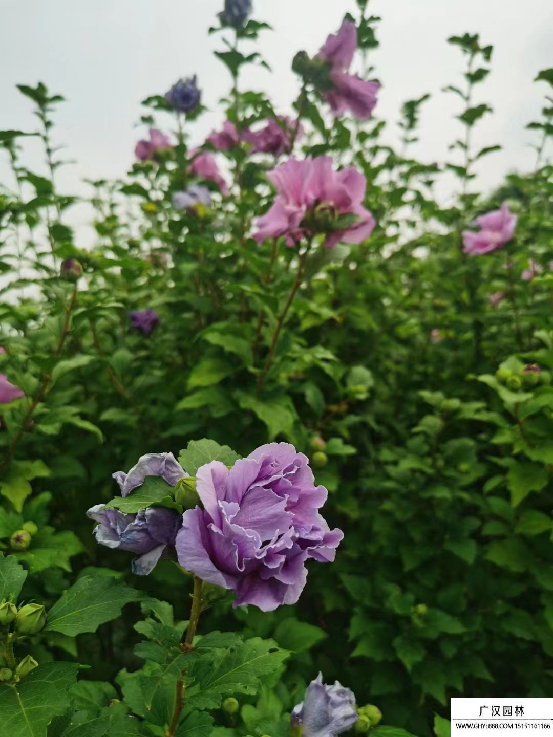 叢生木槿