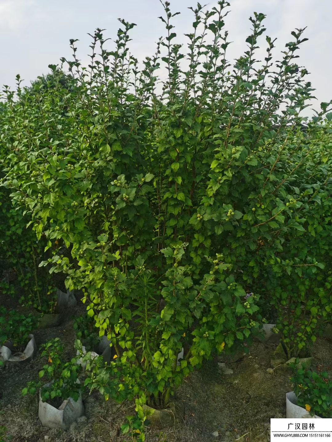 叢生木槿