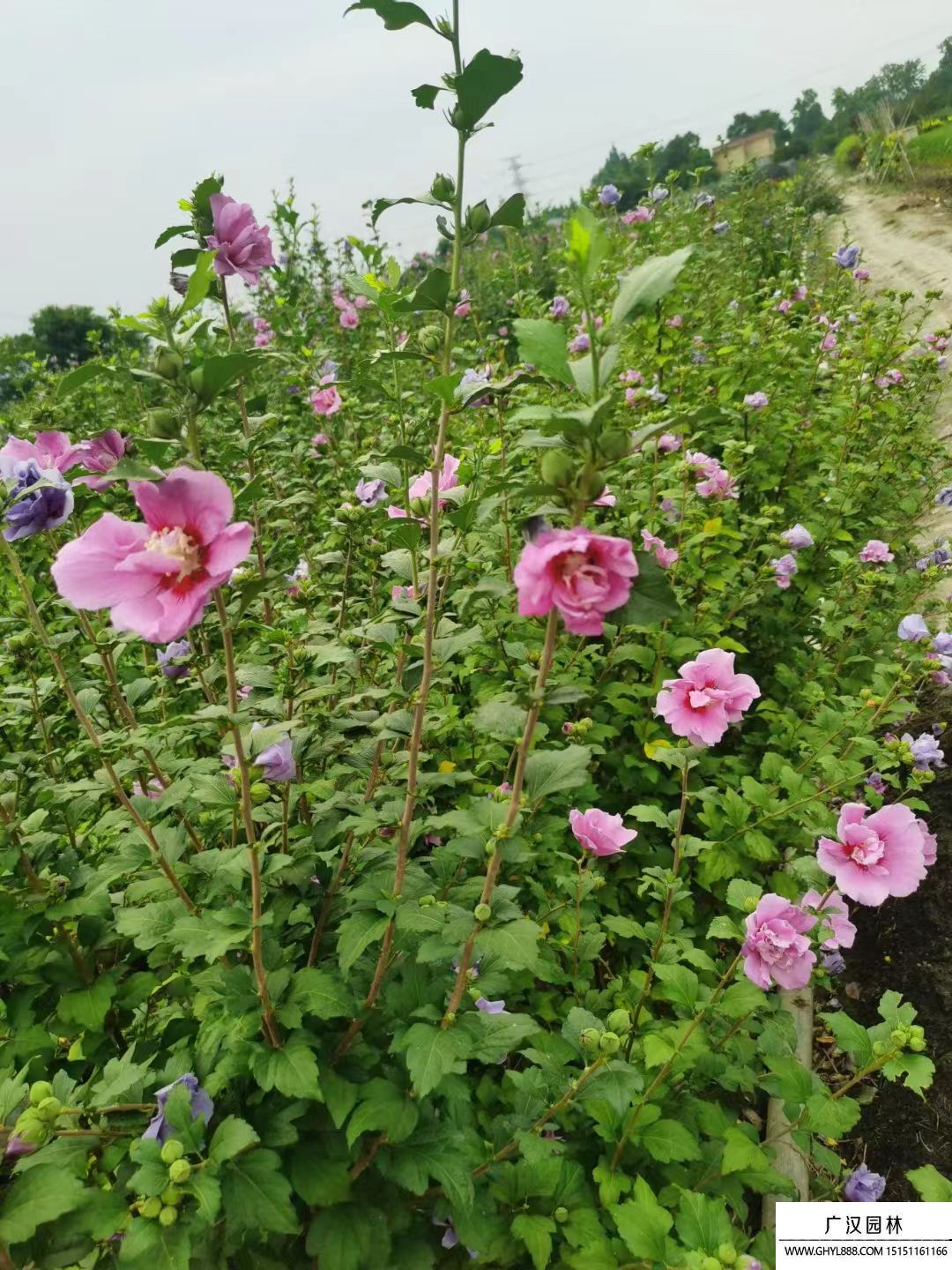 叢生木槿