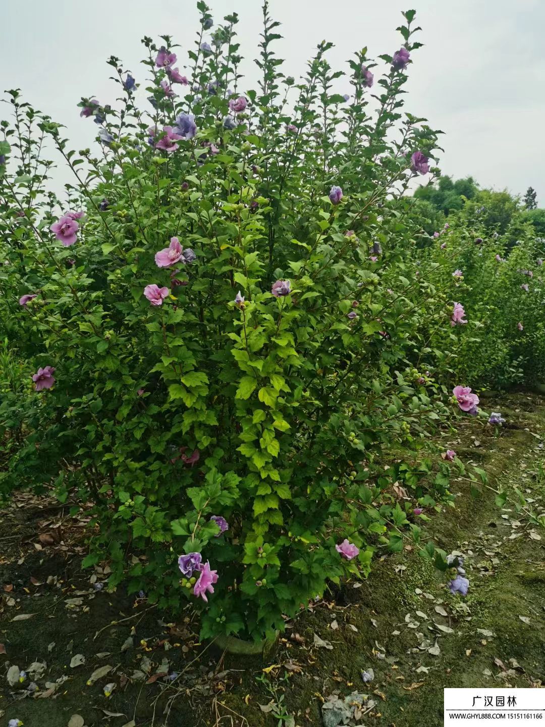 叢生木槿