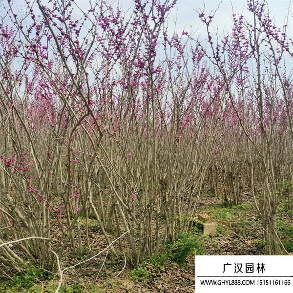 叢生紫荊 