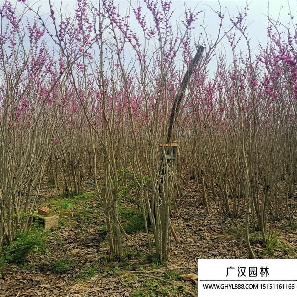 叢生紫荊 