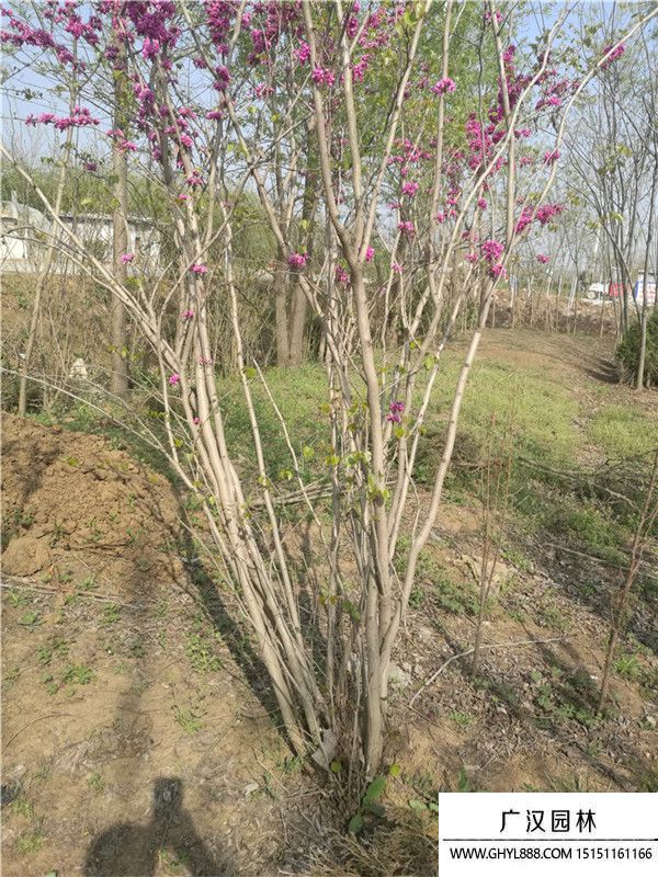 叢生紫荊 
