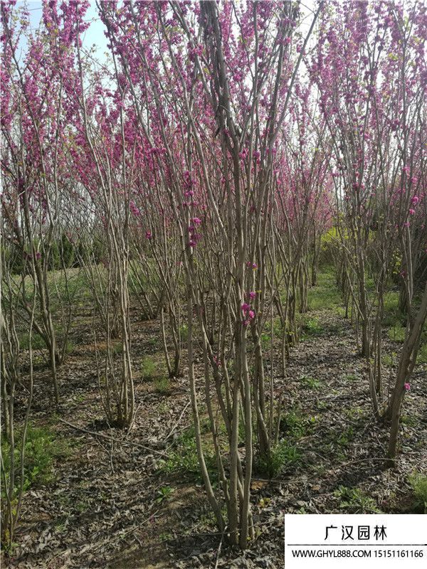 叢生紫荊 