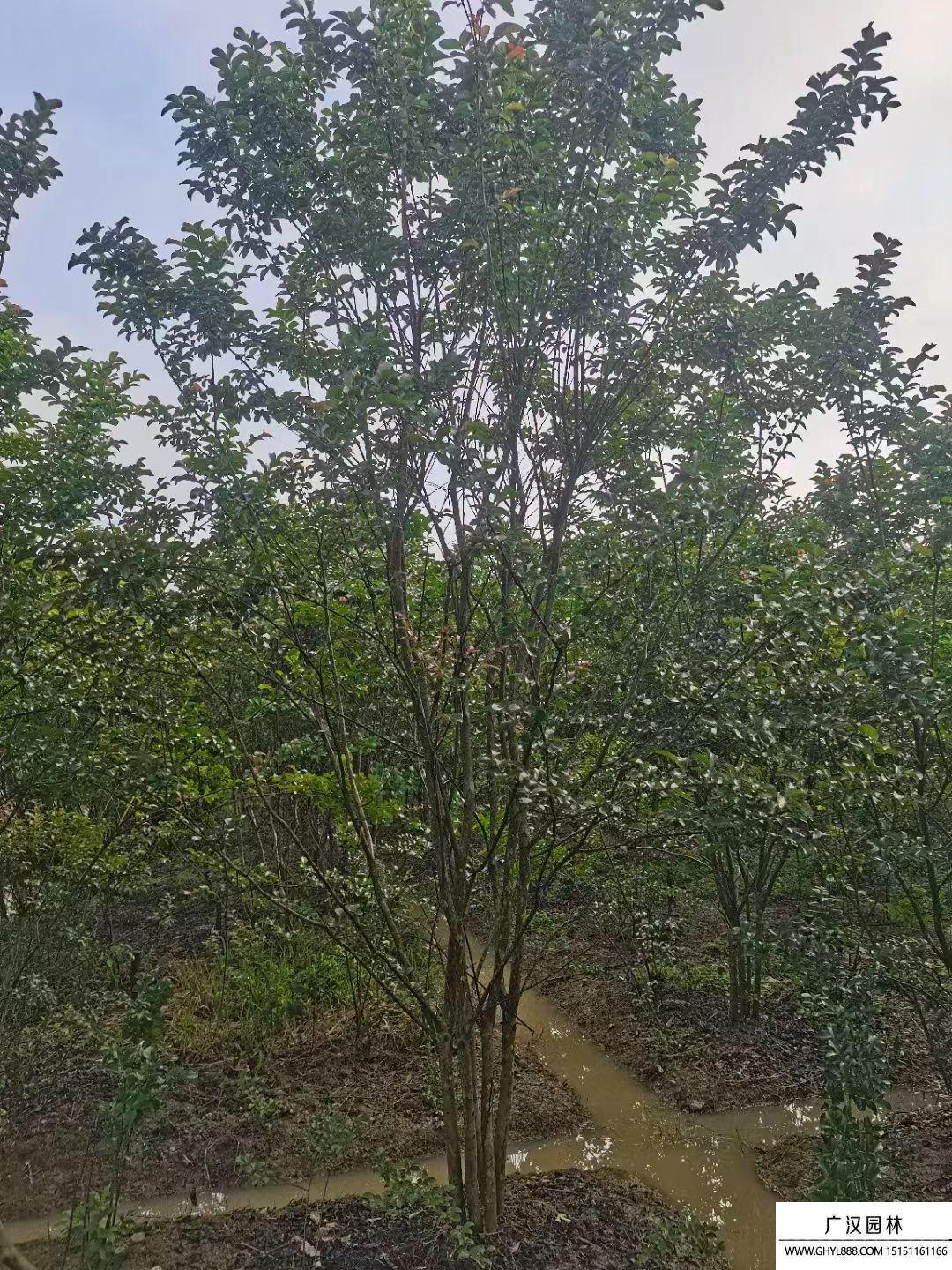 叢生紫薇 