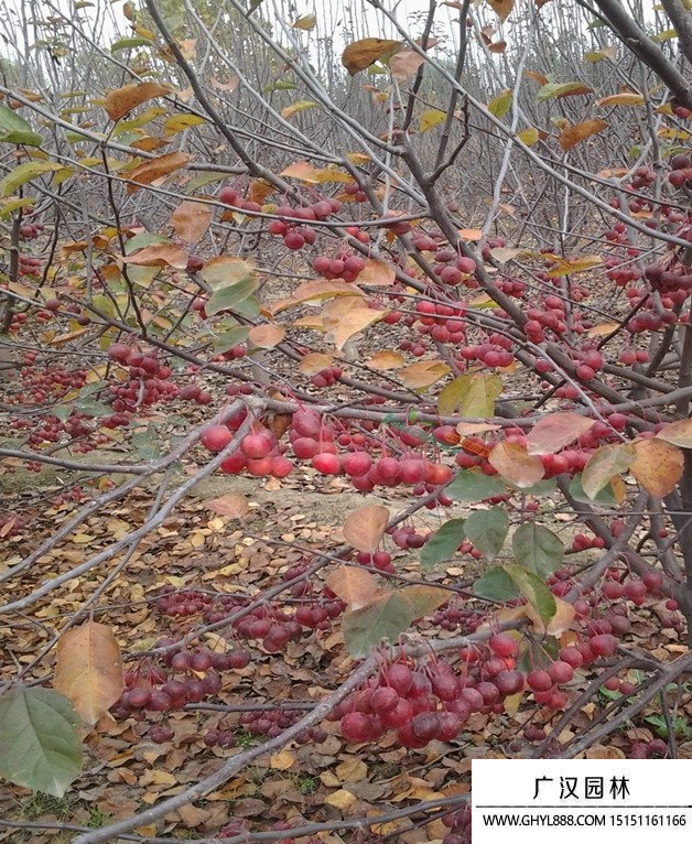 紅寶石海棠