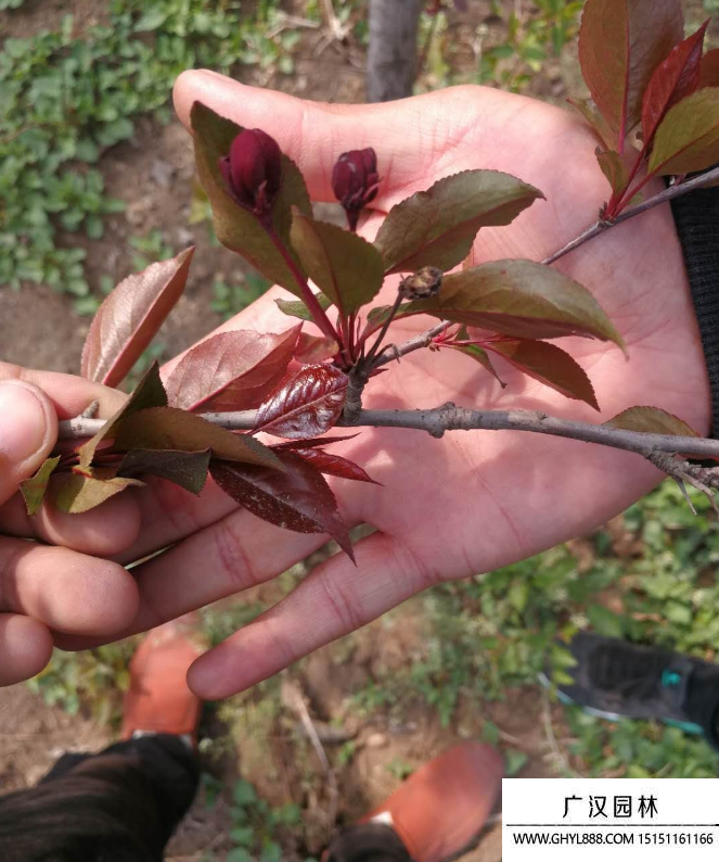 紅寶石海棠