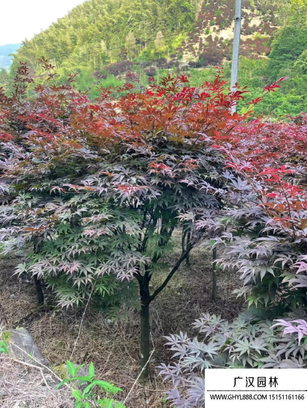 紅楓