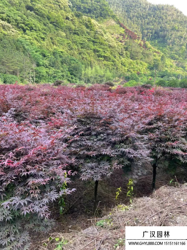 紅楓