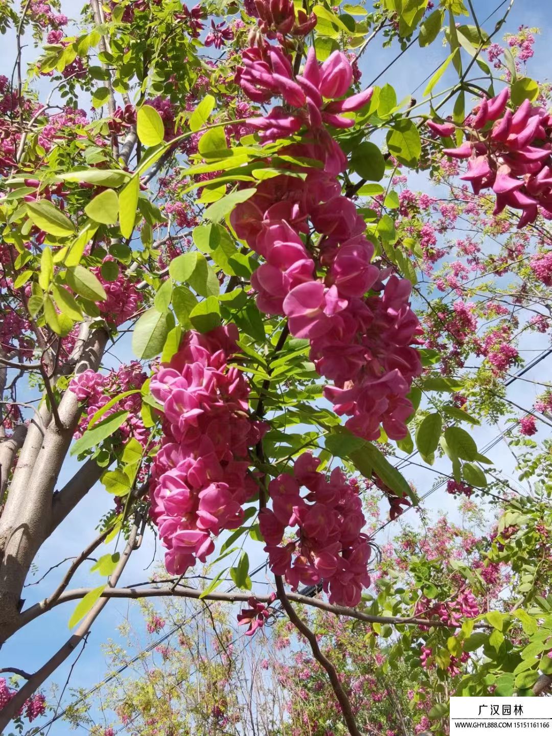 紅花槐