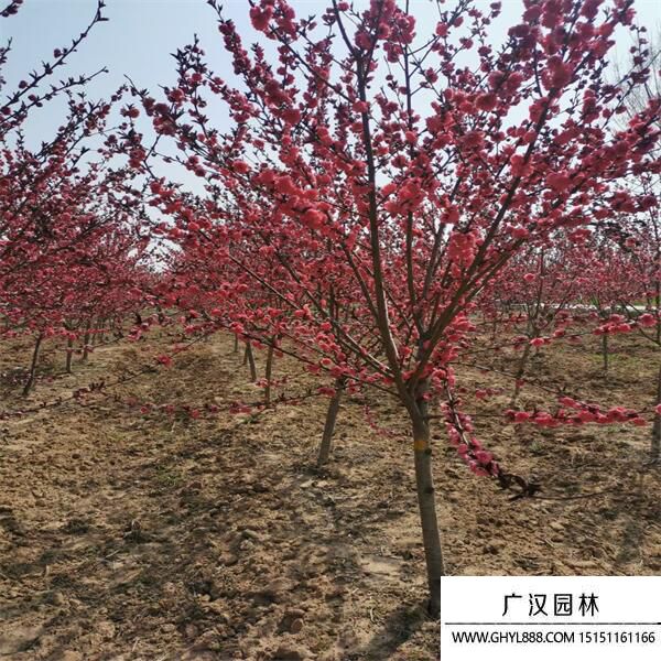 紅葉碧桃  