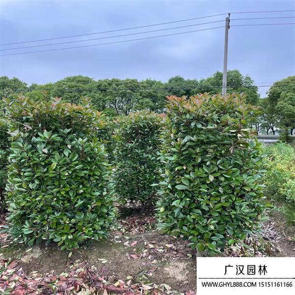 紅葉石楠柱