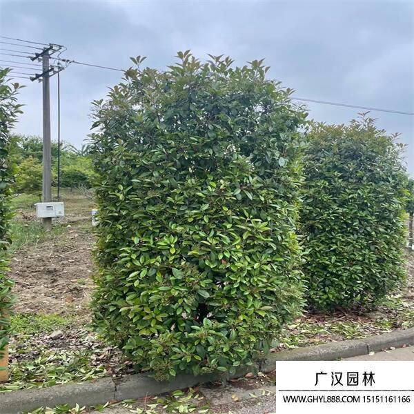 紅葉石楠柱 