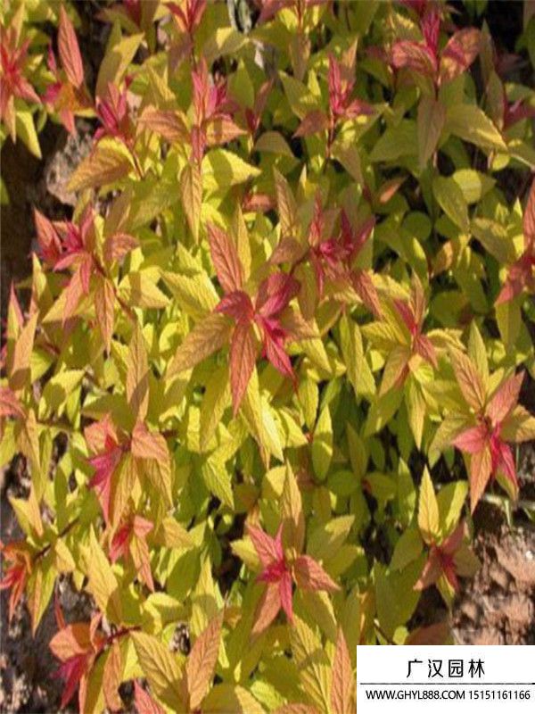 金山繡線菊