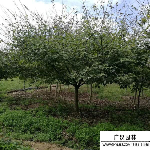 雞爪槭