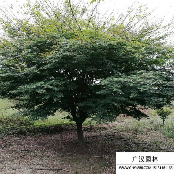 雞爪槭 