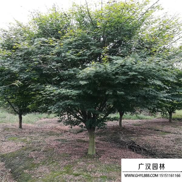 雞爪槭