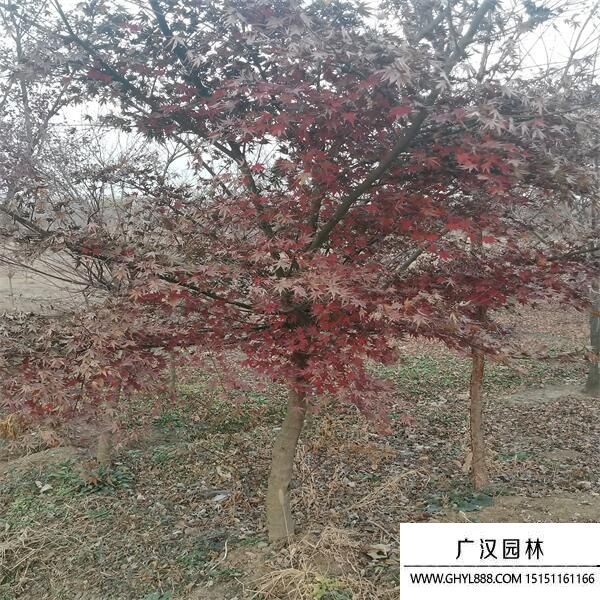 雞爪槭