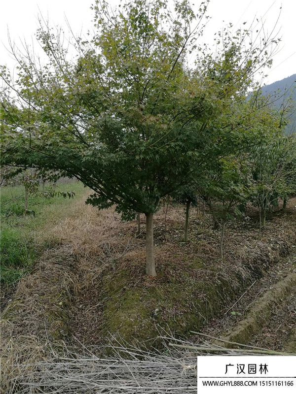 雞爪槭基地 