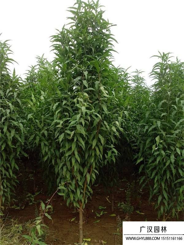 龍柱碧桃 