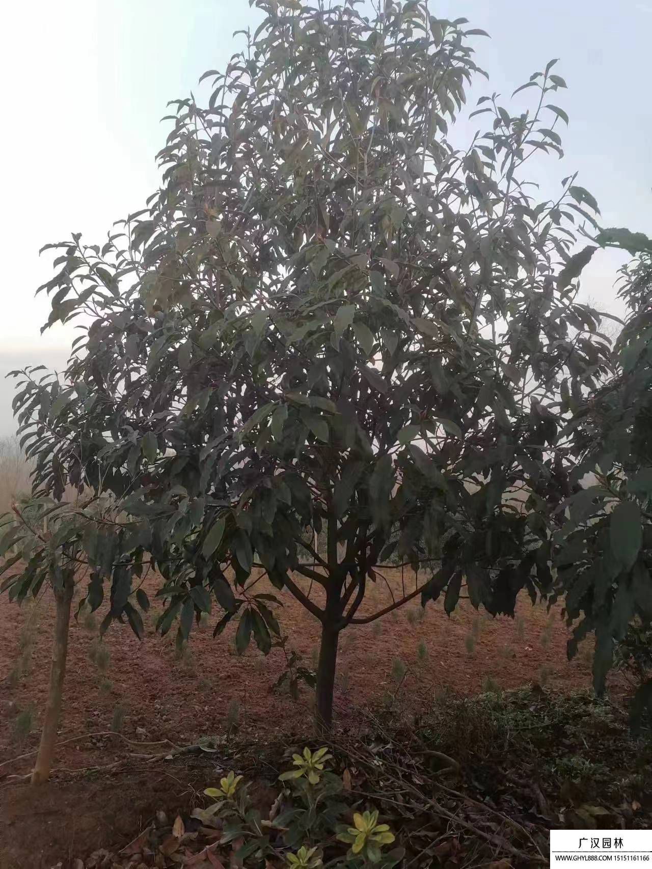 欏木石楠 