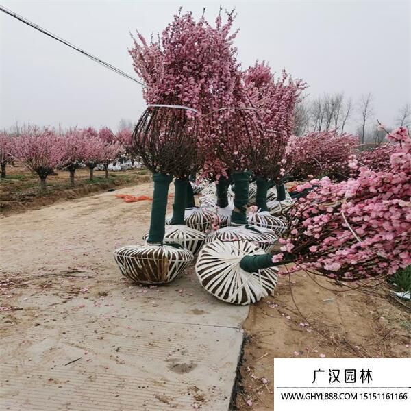 榆葉梅 