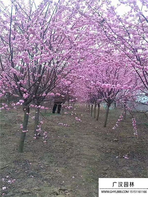 榆葉梅