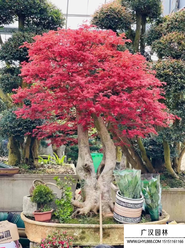 紅楓盆景