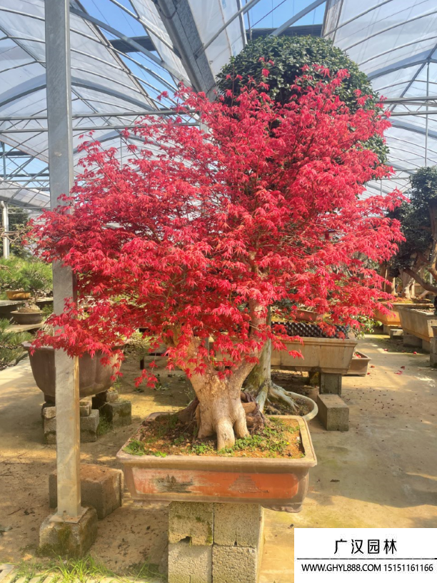 紅楓盆景